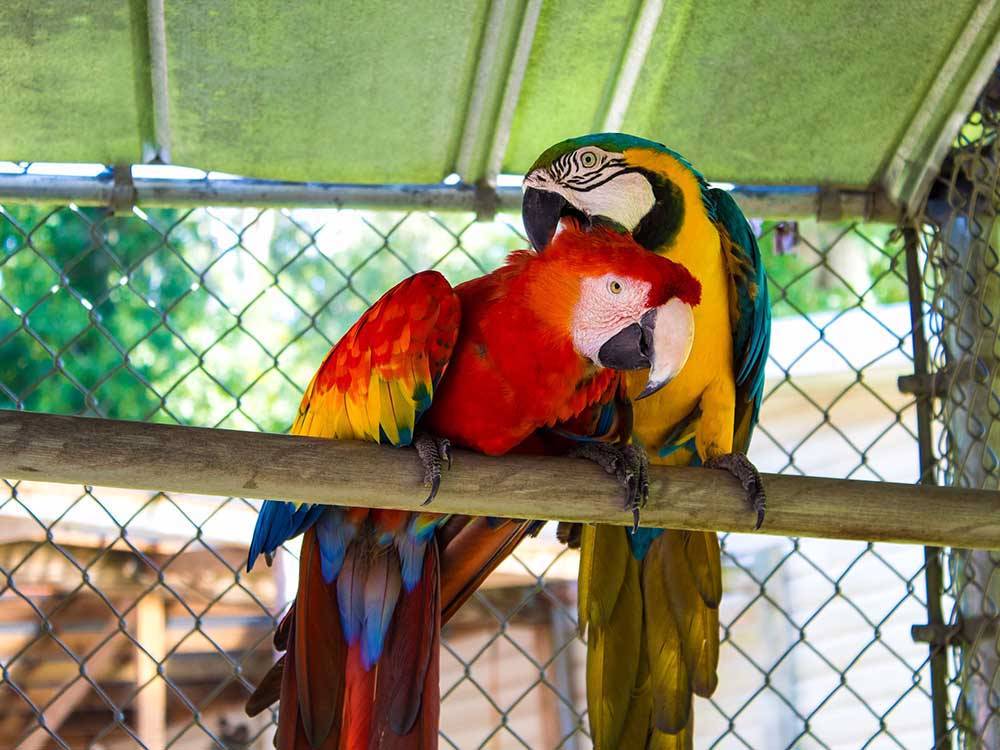 Two colorful Macaw parrots at TRAVELERS CAMPGROUND