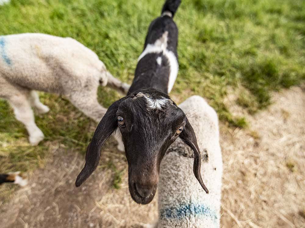 Goats at CHRIS' CAMP & RV PARK