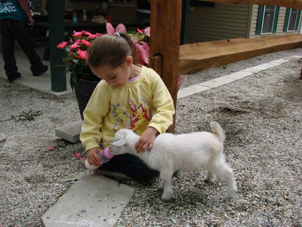 A little girl feeding a goat at HIDDEN ACRES FAMILY CAMPGROUND