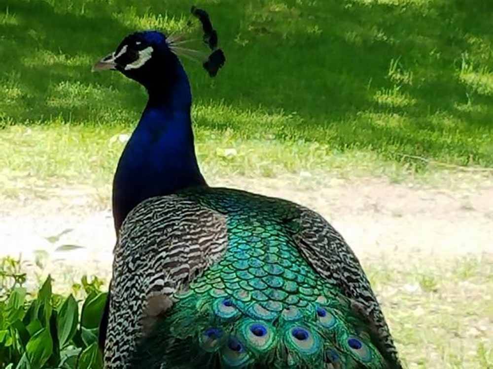 A large, beautiful peacock walking at HIDDEN ACRES FAMILY CAMPGROUND