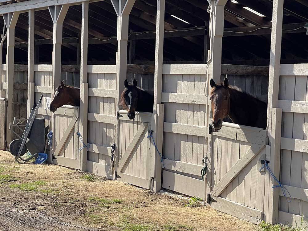 Horses at nearby stables at ARTILLERY RIDGE CAMPING RESORT & GETTYSBURG HORSE PARK