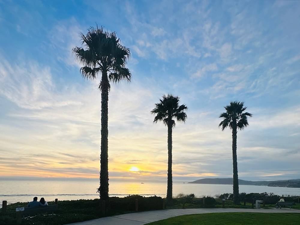 Palm trees and the ocean at sunset