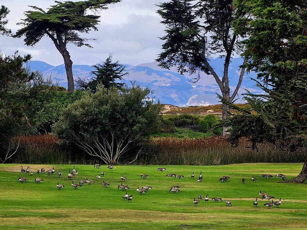 Birds on a grassy area