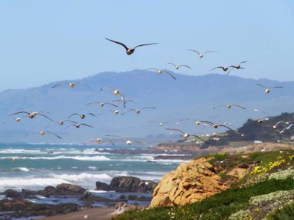 Seagulls flying over the shore