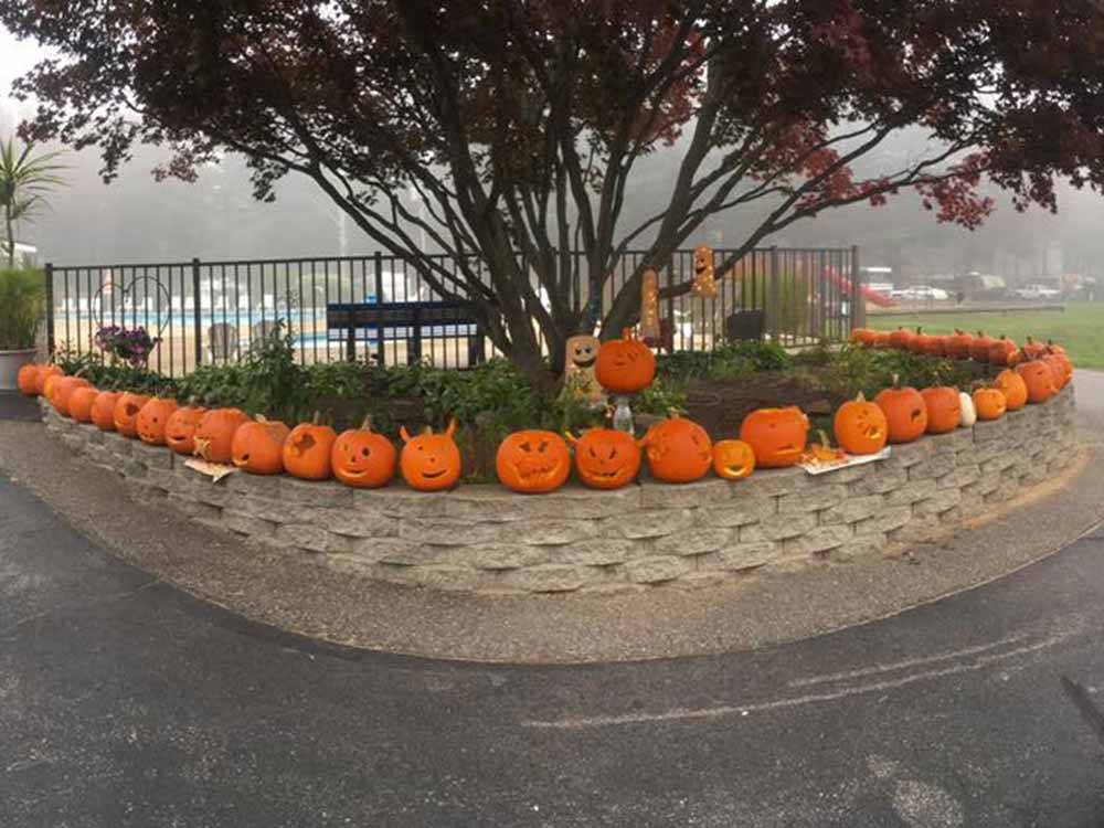 A bunch of pumpkins sitting on a wall at SEA-VU CAMPGROUND