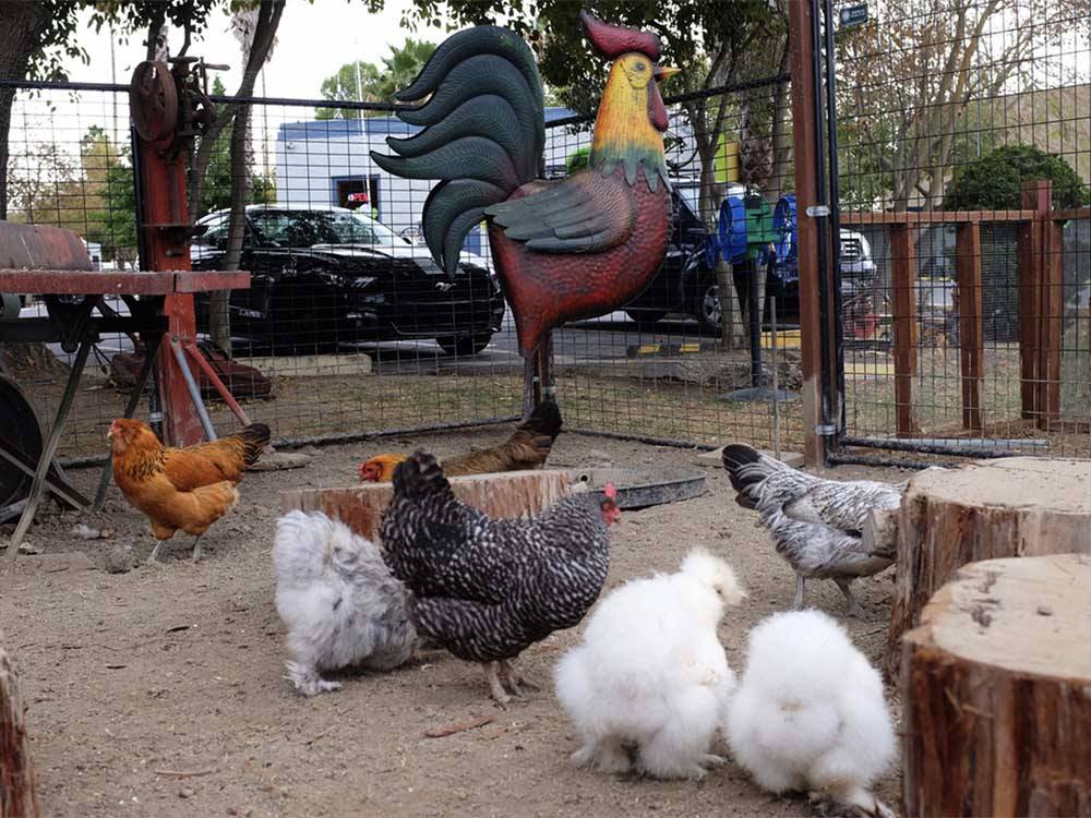 Chickens at petting zoo at SAC-WEST RV PARK AND CAMPGROUND