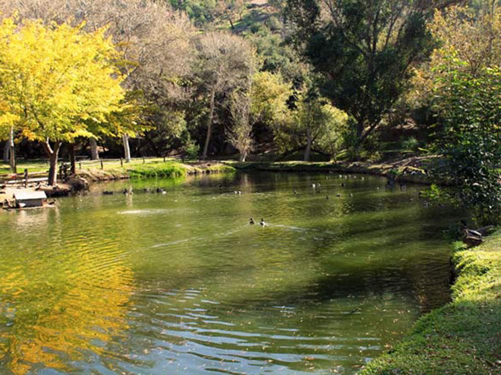 Another view of the ducks in the lake at WOODS VALLEY KAMPGROUND & RV PARK