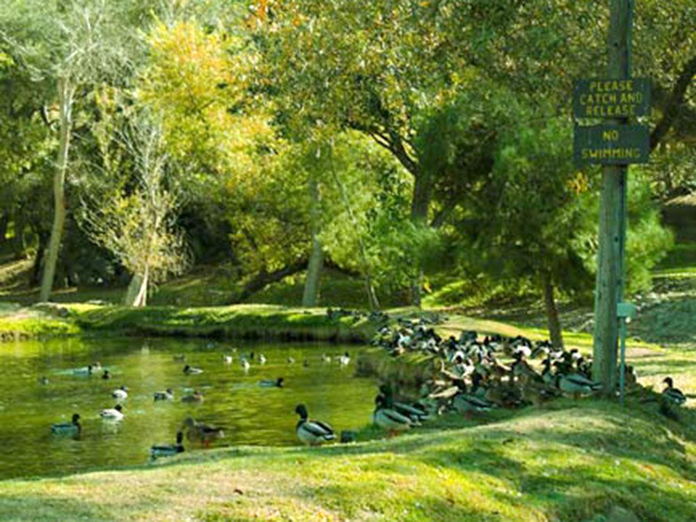 A bunch of ducks going into the lake at WOODS VALLEY KAMPGROUND & RV PARK