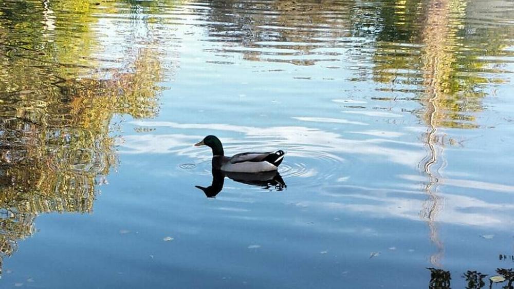 Duck on the water 49er Village Sun RV Communities