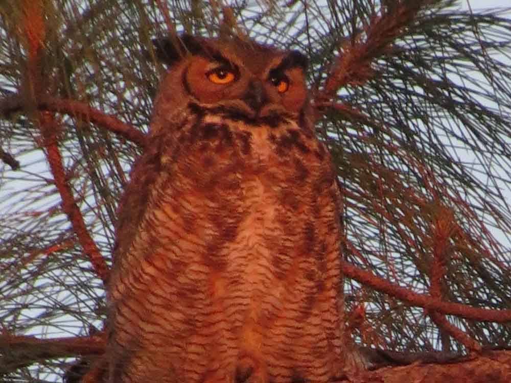 An owl sitting in a tree at BONITA LAKE RV RESORT