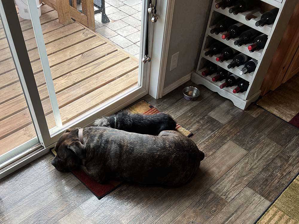 Dogs resting by a sliding glass door next to wine rack at SUGARBUSH CAMPGROUND