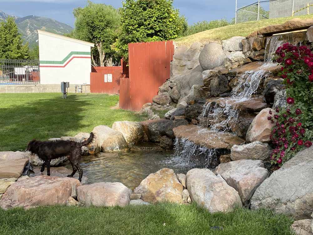 A black dog playing in the waterfall at MOUNTAIN SHADOWS RV PARK & MHP