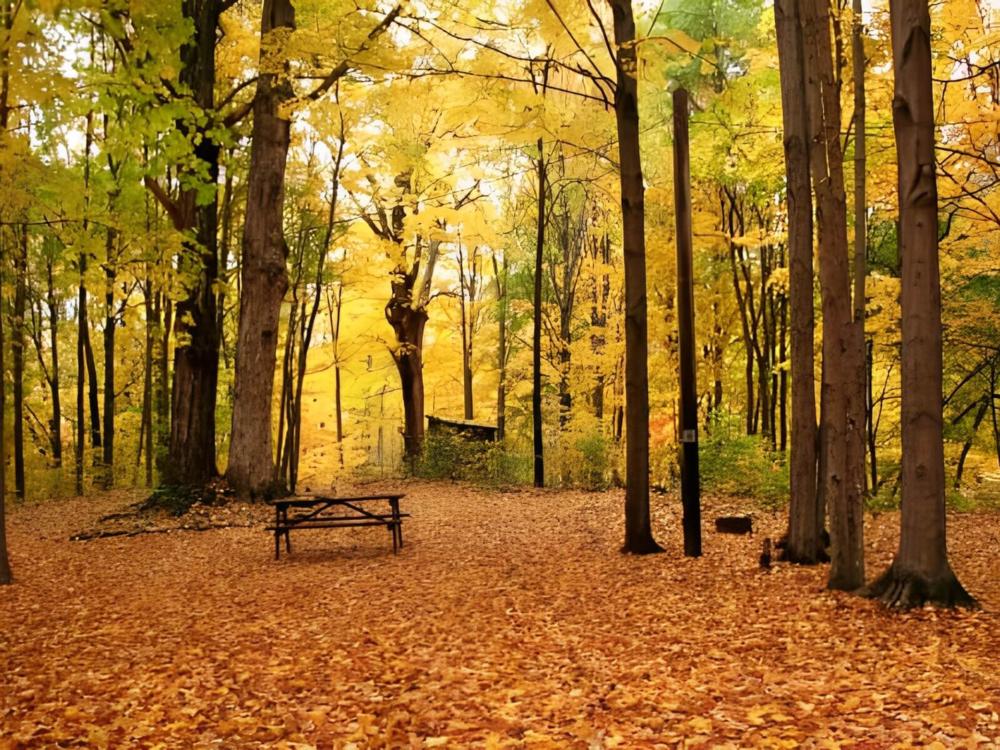 Panic table with fall trees at Pope Haven Campground