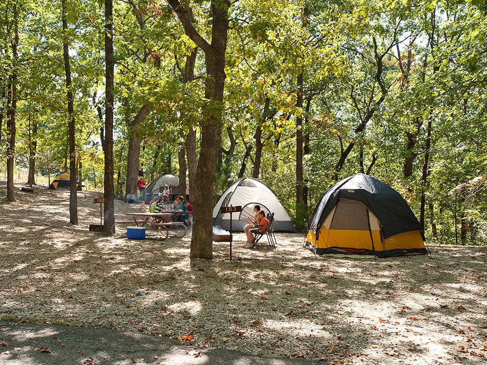 Tents among tall shade trees