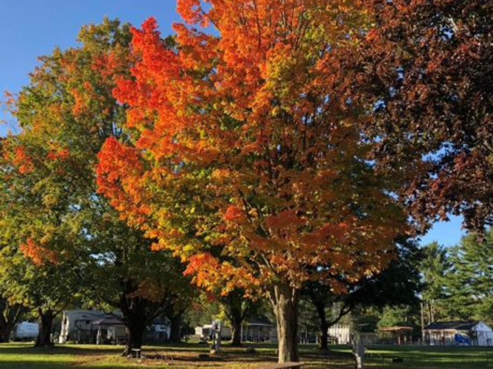 Autumn Trees at Wolf's Den Family Campground