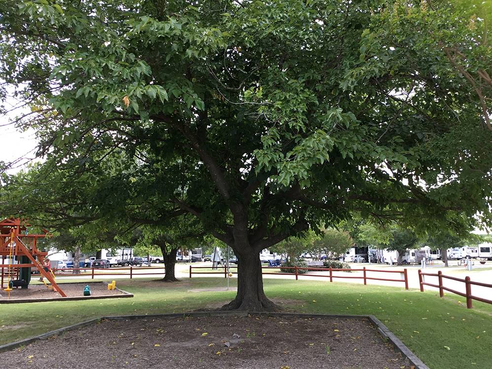 Large shady tree near the playground at DALLAS NE CAMPGROUND