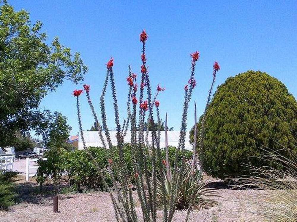 A flowering desert plant at ROADRUNNER RV PARK OF DEMING