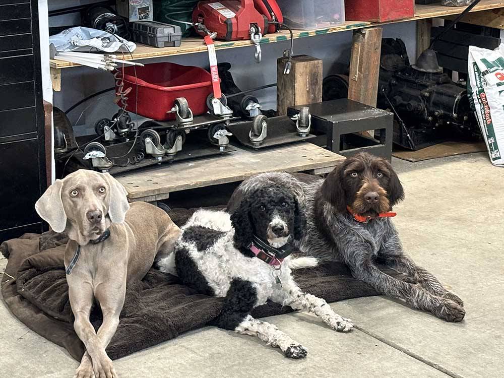 Three cute dogs laying on a dog bed at Port Orford RV Village