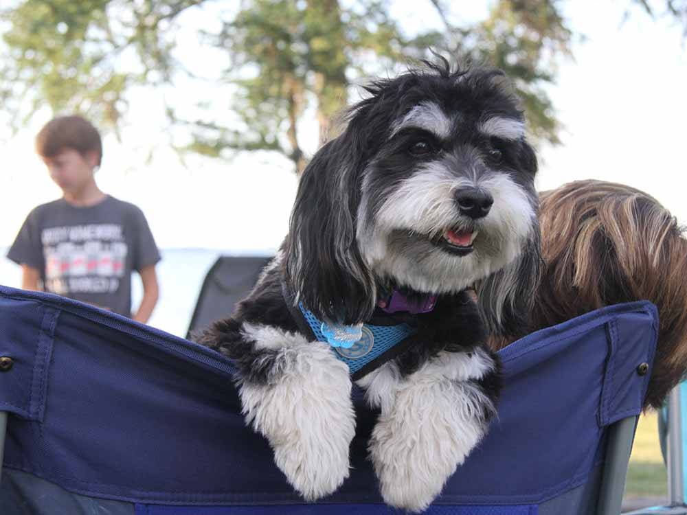 A dog looking over a camp chair at THE "WILLOWS" ON THE LAKE RV PARK & RESORT