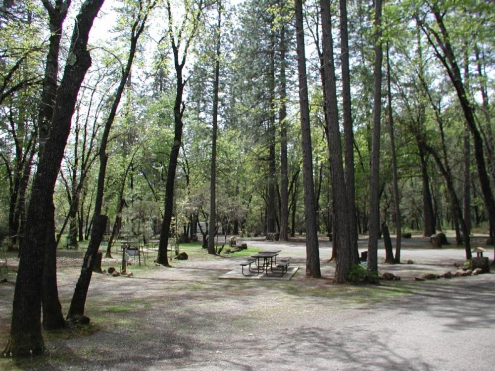 Tree lined sites at Antlers Resort & RV Park