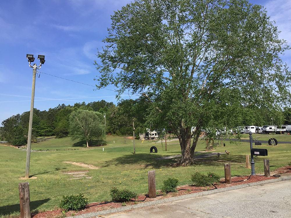 A large shade tree
