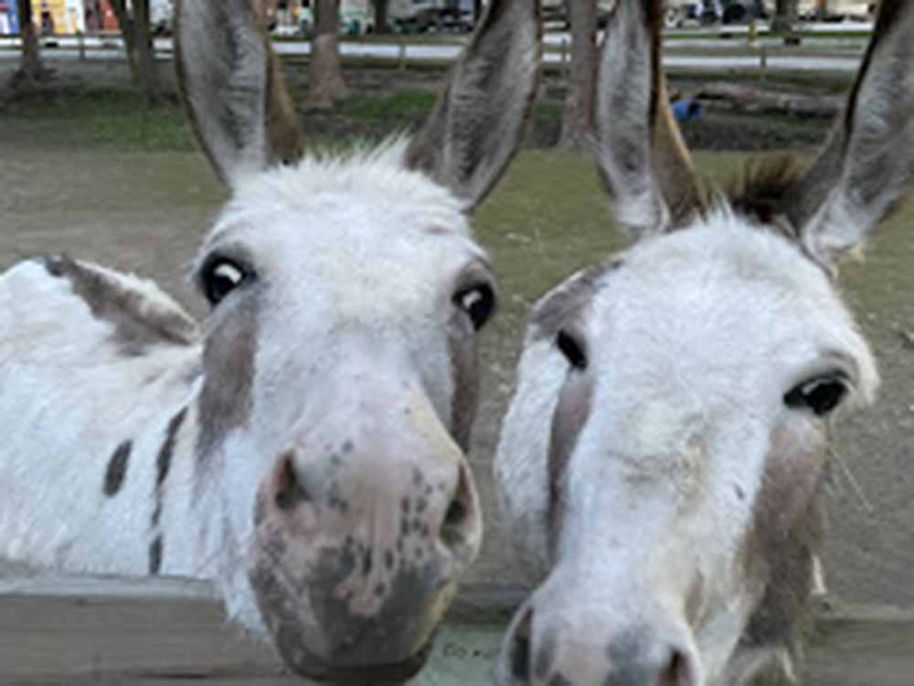Two donkeys looking over the fence at TERRE HAUTE CAMPGROUND