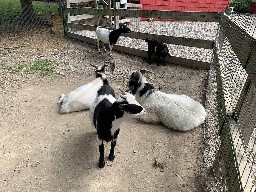 Some of the goats relaxing at TERRE HAUTE CAMPGROUND
