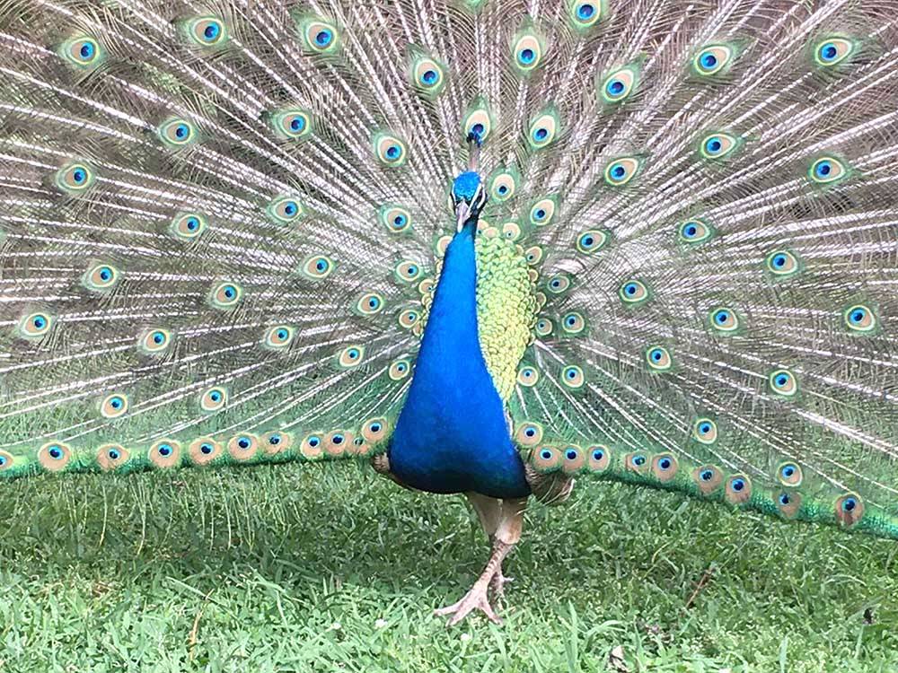 A peacock displaying its train
