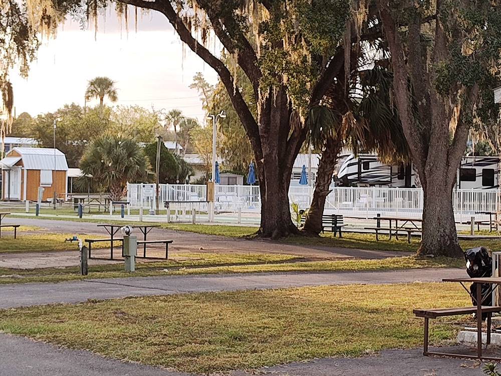 Sites under the trees at Silver Springs RV Park