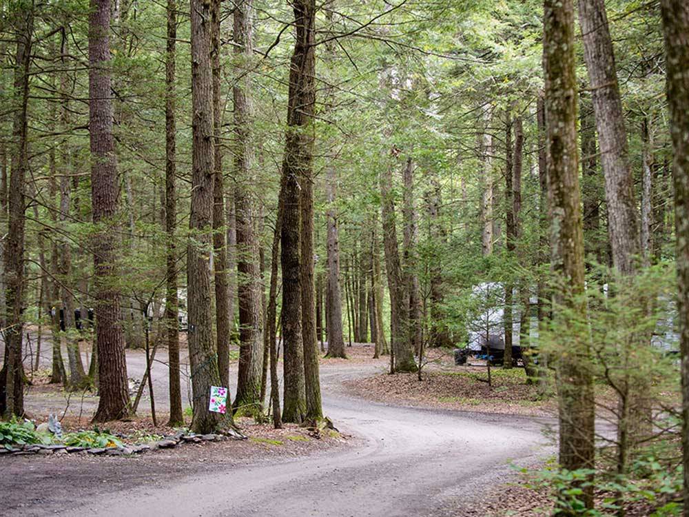 Road leading into campground at RIP VAN WINKLE CAMPGROUNDS