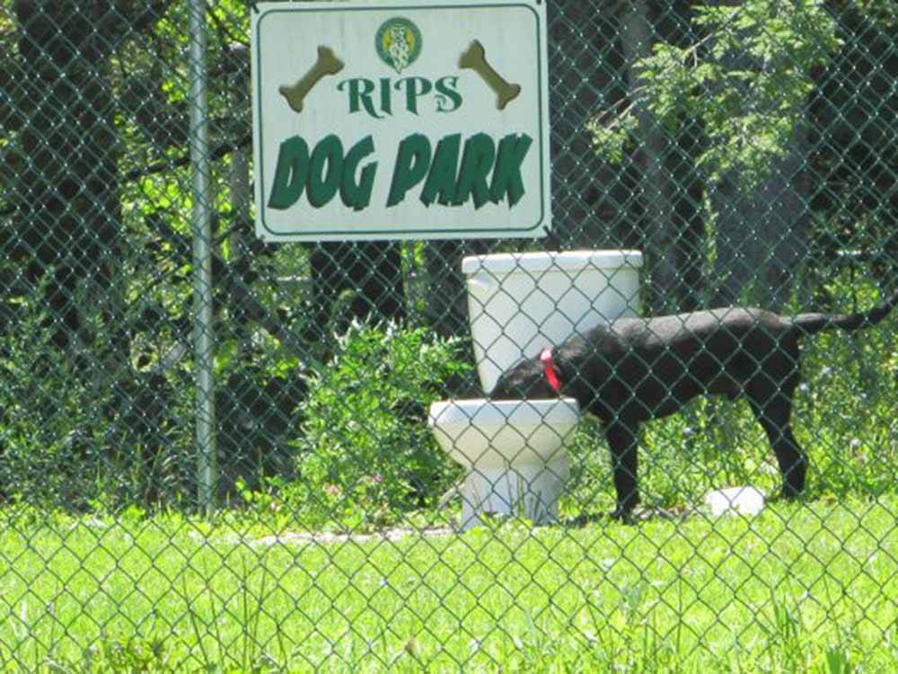 A dog drinking water in the pet area at RIP VAN WINKLE CAMPGROUNDS