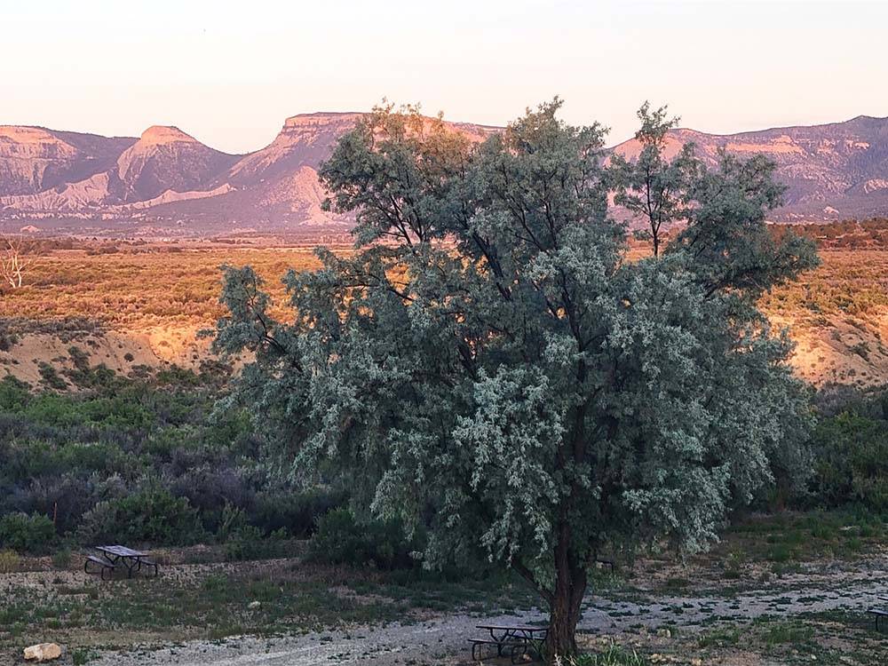 A large tree and mountains in the distance at CORTEZ RV RESORT BY RJOURNEY