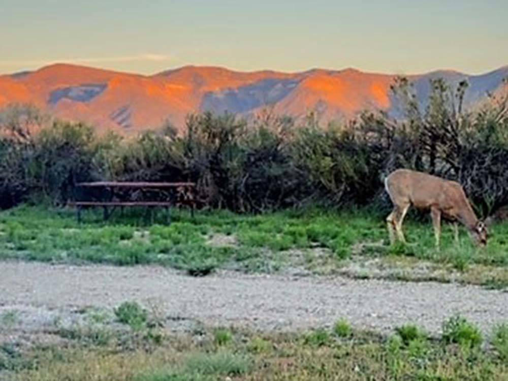 A large deer eating grass at CORTEZ RV RESORT BY RJOURNEY