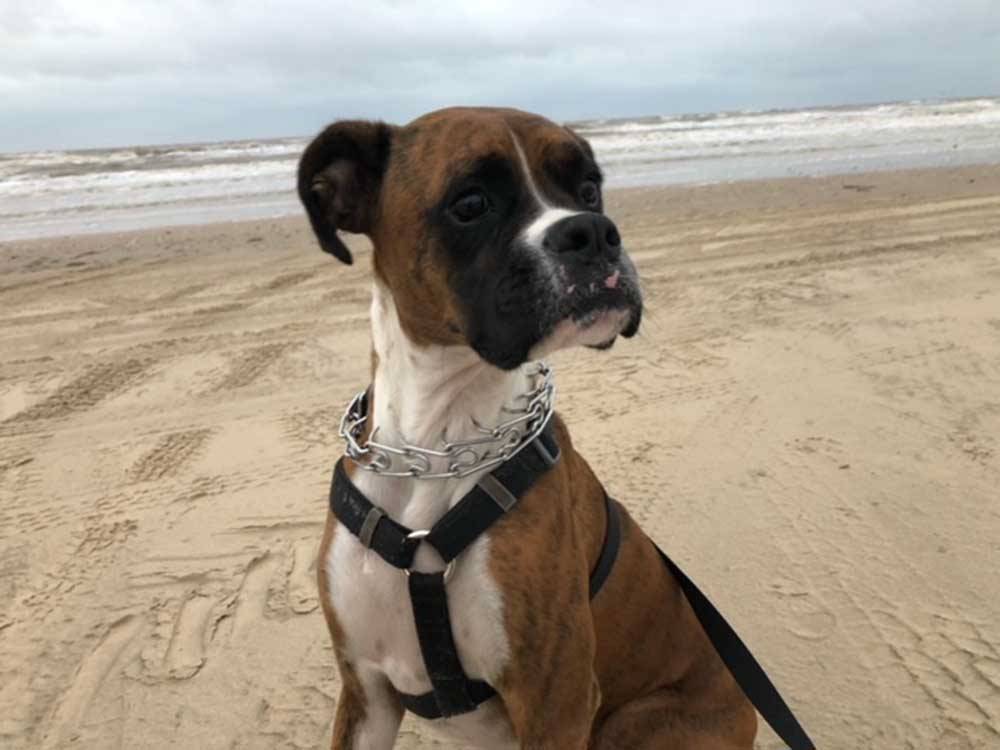 A dog on the beach nearby at Hatch RV Park