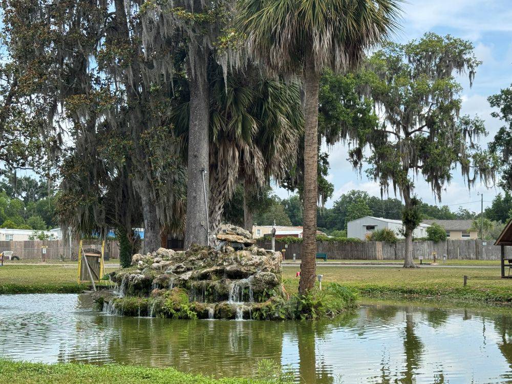 Palm trees near the water