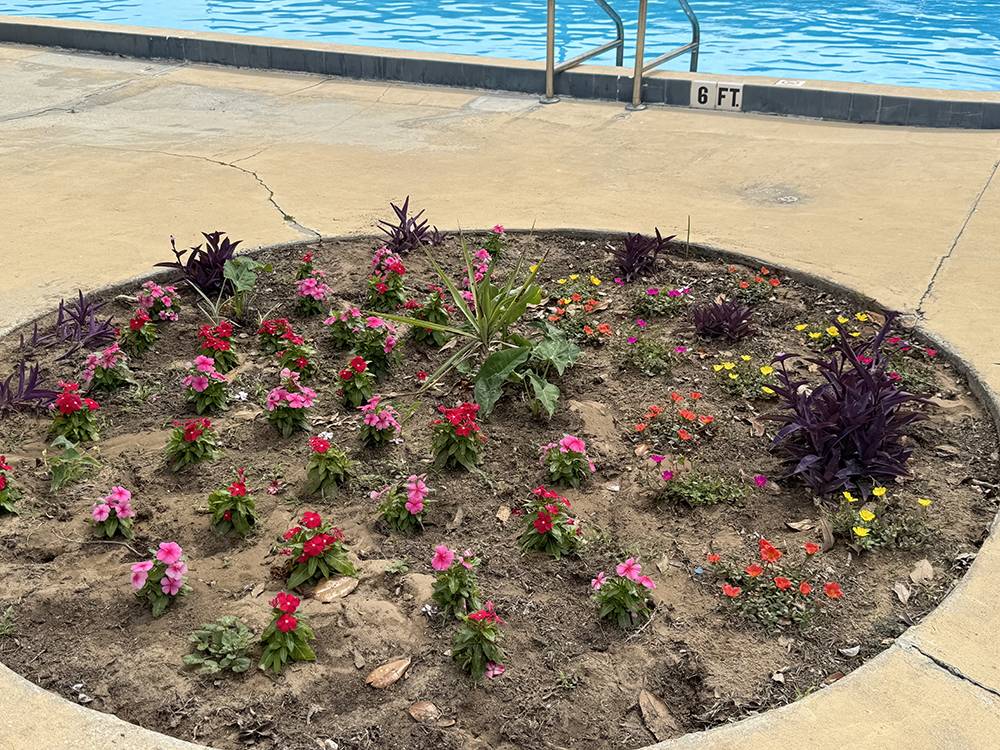 A flower bed near the pool