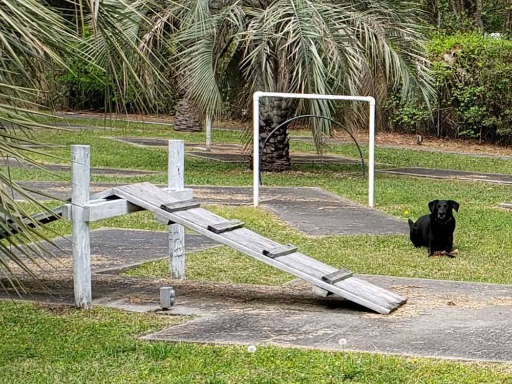 A black dog playing on the dog exercise area at NEW GREEN ACRES RV PARK
