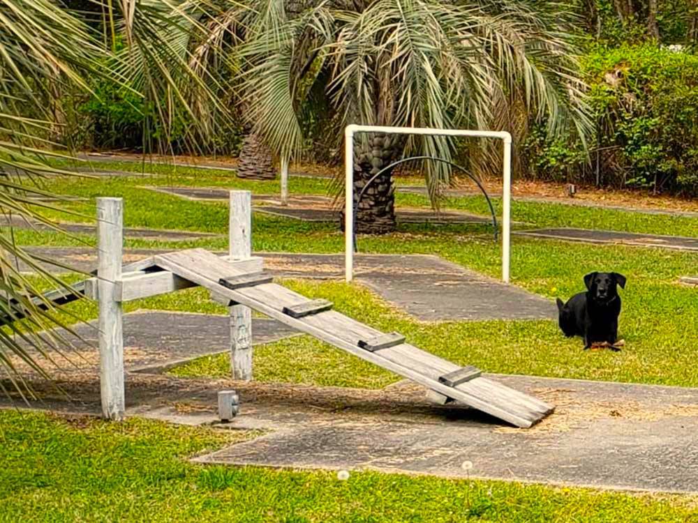 Dog park with a black dog at New Green Acres RV Park