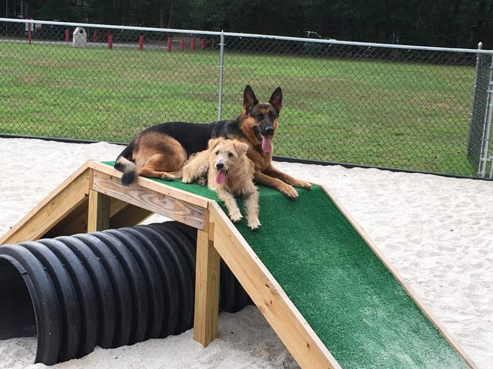 Two dogs sitting on ramp in dog park at BUTTERFLY CAMPING RESORT