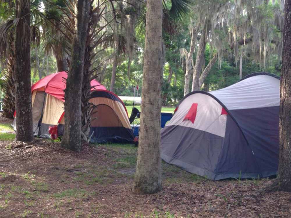 Tents in campsites under trees at SUGAR MILL RUINS TRAVEL PARK
