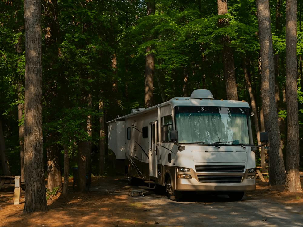 Tall trees at site