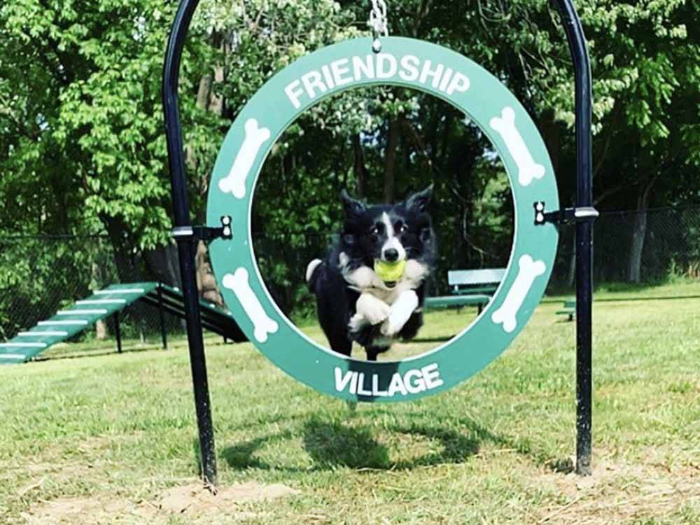 A dog jumping thru an obstacle at FRIENDSHIP VILLAGE CAMPGROUND & RV PARK