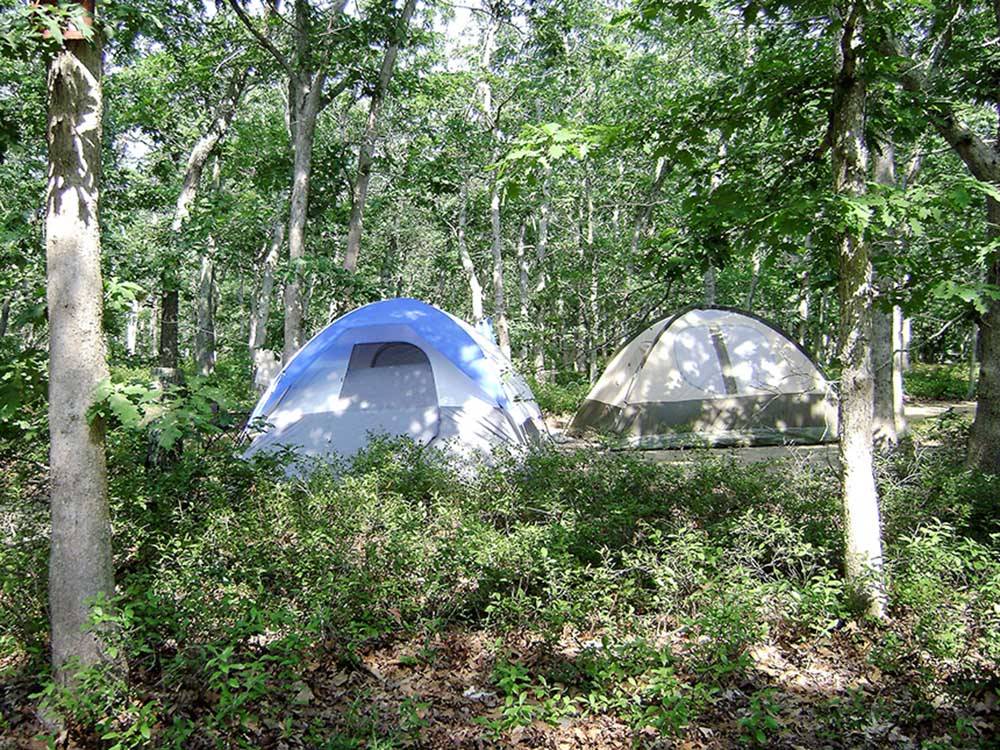 Tents in a wooded campsite at MARTHA'S VINEYARD FAMILY CAMPGROUND