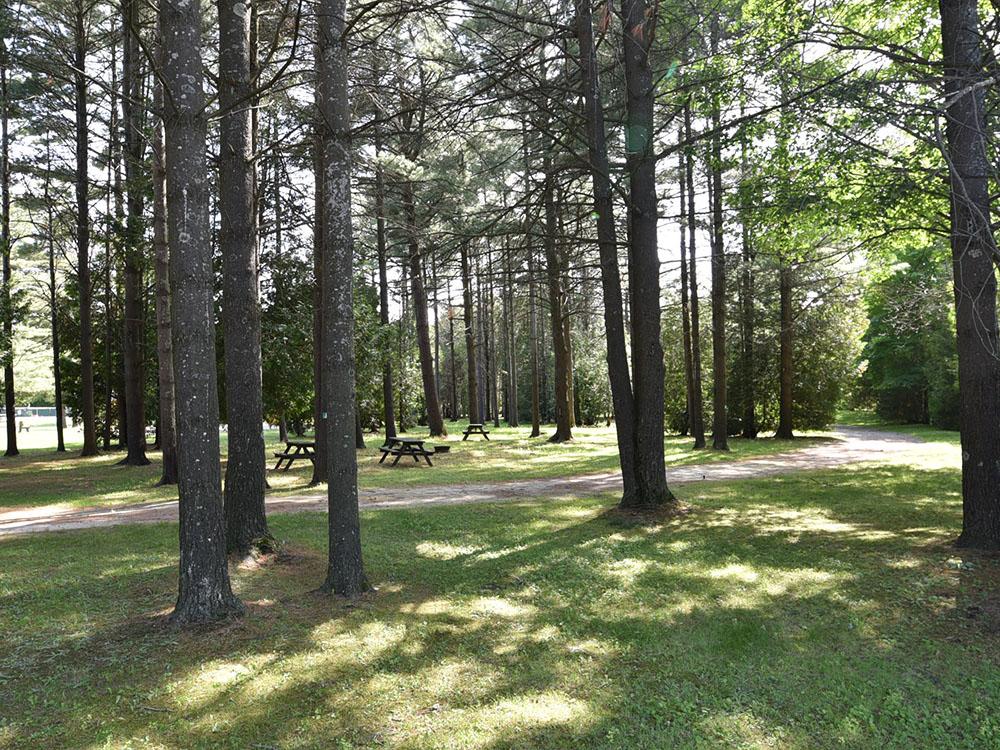 Benches surrounded by tall trees at COBOURG EAST CAMPGROUND