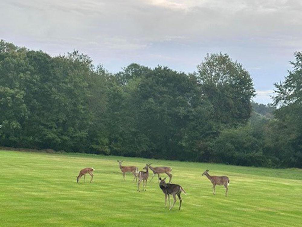 Deer in a grassy field at COLALUCA FAMILY CAMPGROUND