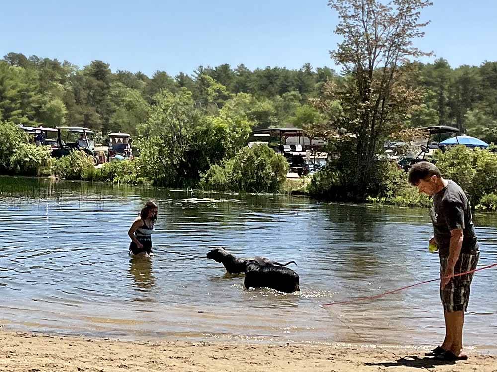 A couple of dogs playing in the water at CAPE COD'S MAPLE PARK CAMPGROUND & RV PARK