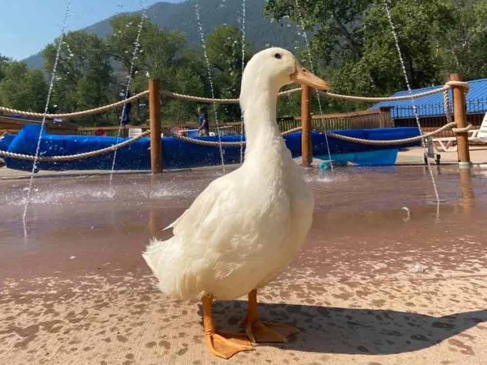 A white duck standing in the splash pad at LONE DUCK CAMPGROUND