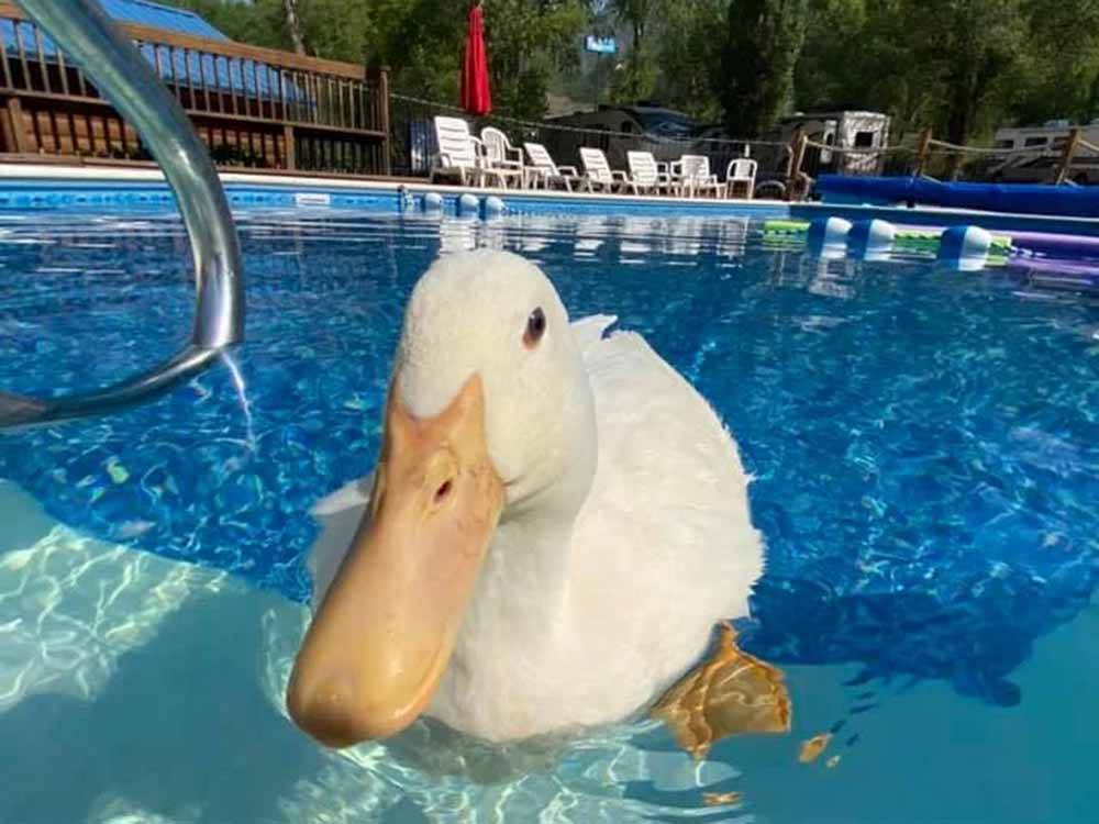 A white duck in the swimming pool at LONE DUCK CAMPGROUND