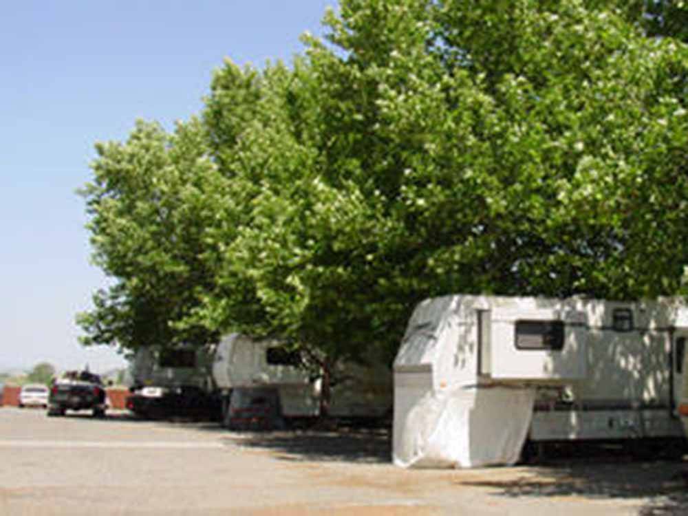 A row of RVs under trees at WRIGHT'S DESERT GOLD MOTEL & RV PARK