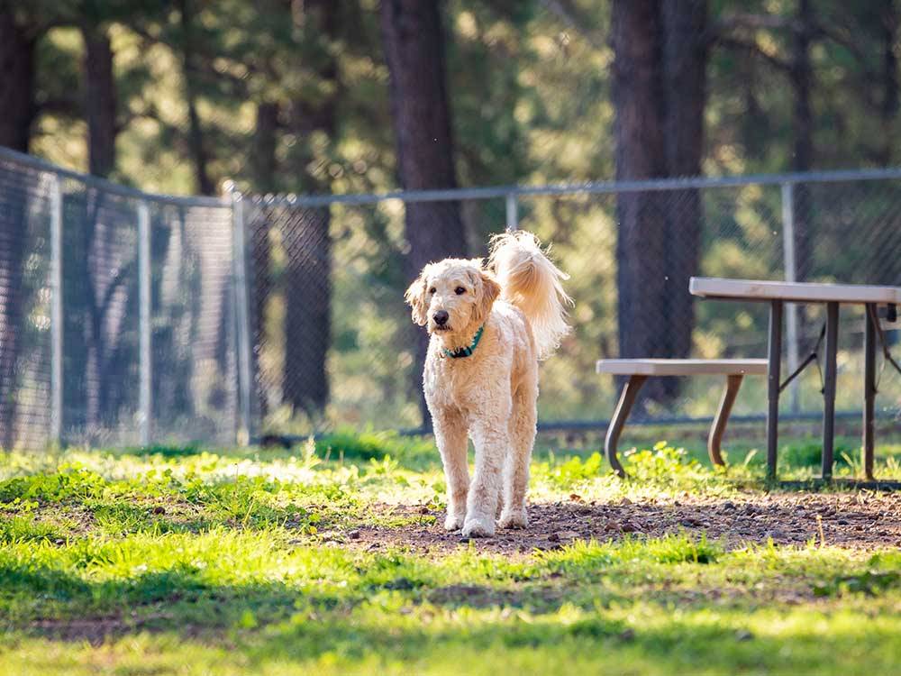 A dog inside of the fenced pet area at MUNDS PARK RV RESORT